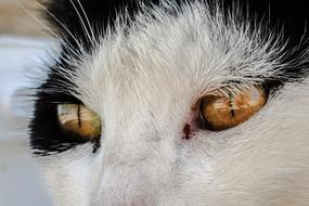 Beautiful and cute, white and black cat, with the shiny, colorful eyes