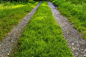 trails on green grass in the forest