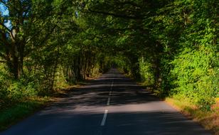 Road Forest Shadows sun