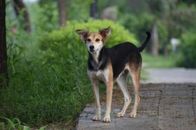 Dog Canine Street green bush