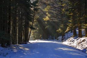 snow-covered road in the shade of forest trees