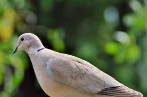 Side view of the cute, beautiful and colorful dove bird, at blurred background with the colorful plants