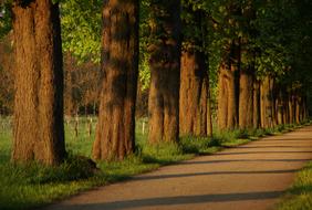 Away Avenue trees