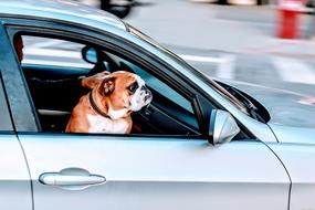 Pug Dog in car