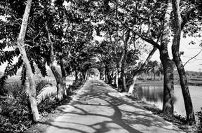 Shadow Trees Road black and white