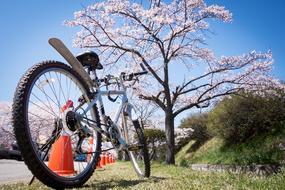 Bike, near the beautiful and colorful, blossoming cherry trees and other plants, in the spring, at blue sky on background