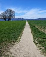 Away Road Path trees