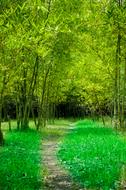 path on the grass among bamboo trees