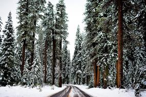 road among the coniferous forest in winter