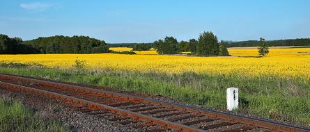 landscape of Railway Rapeseed Tracks