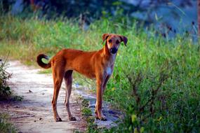 Yellow Pariah Pye-Dog Canine