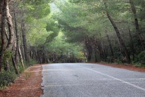 Forest Road green Trees