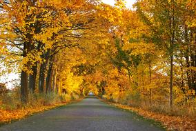 alley, golden autumn in the park