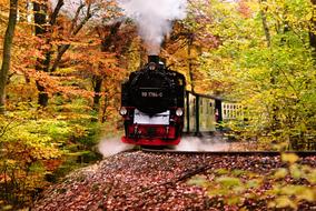 Railway forest red yellow leaves