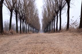 Country Road trees sun