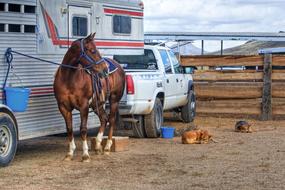 Horse and Dog and motor home