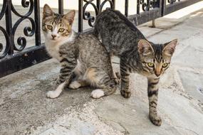 Cats Young Stray street