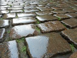 Close-up of the wet pavement, with the cubes and green plants