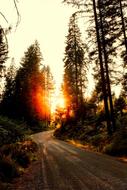 Beautiful landscape of the road, among the trees and other plants, in colorful sunrise