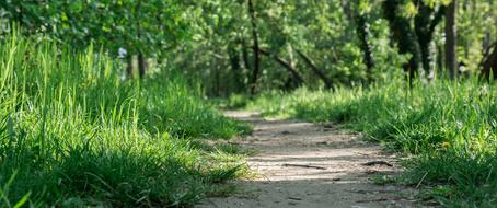 Path and Grass Nature