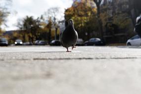 Beautiful and cute, walking pigeon on the road with cars, among the colorful trees