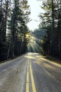 Beautiful landscape of the road with yellow lines, among the green trees, in light