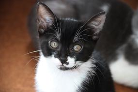 Cat face white and black close-up on blurred background