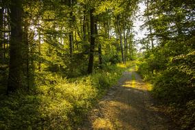 green road in the forest