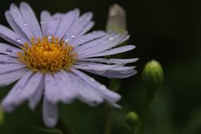raindrops on purple marguerite