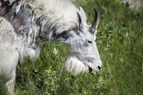 white goat on green grass