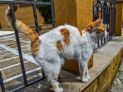 Cat Stray at Street