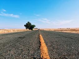 Asphalt Desert tree