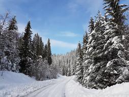 Winter forest Landscape