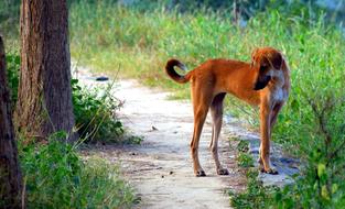 street dog stands on the trail near the tree