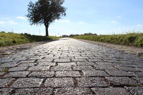 Road Cobblestones Tree