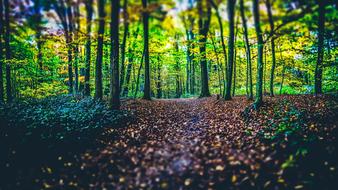 green Woods Path Forest