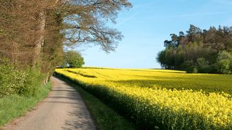 Landscape Oilseed Rape Field yellow