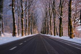 snow trees along the paved road