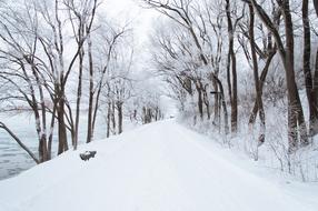 Winter Snowy Cold forest