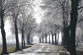 trees on a winter road in the park