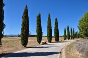 green cypress trees along a rural road on a sunny day
