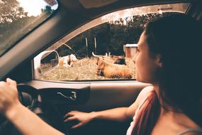 Portrait of girl in car near cows