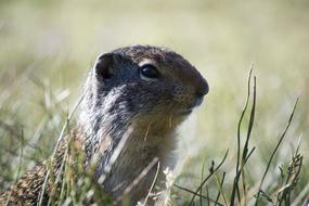 Cute, colorful and beautiful animal, among the green grass, in sunlight