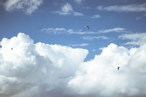 Sky Sunset Cloud birds