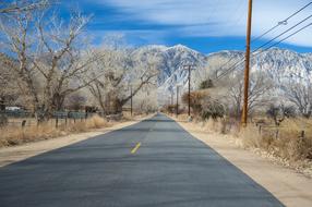 Road Nature dry trees