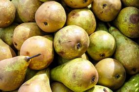 Harvest of the colorful and beautiful, ripe pears in light