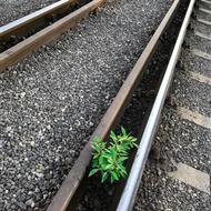 Close-up o the shiny railway, with the beautiful green plant, in light