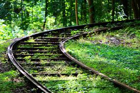 green grass on train tracks in the forest