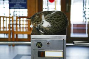 Cat Subway Funny sleep