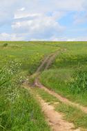 dirt road through a meadow with flowers